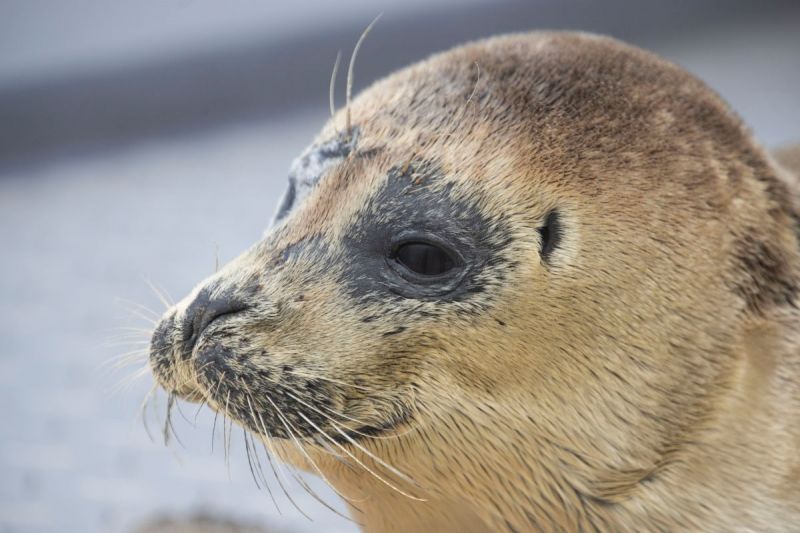 Op bezoek bij zieke zeehonden