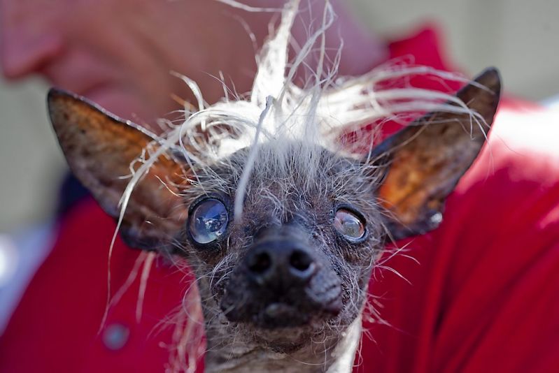 Dit is het lelijkste hondje van de hele wereld