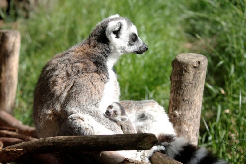 Ringstaartmaki geboren in DierenPark Amersfoort