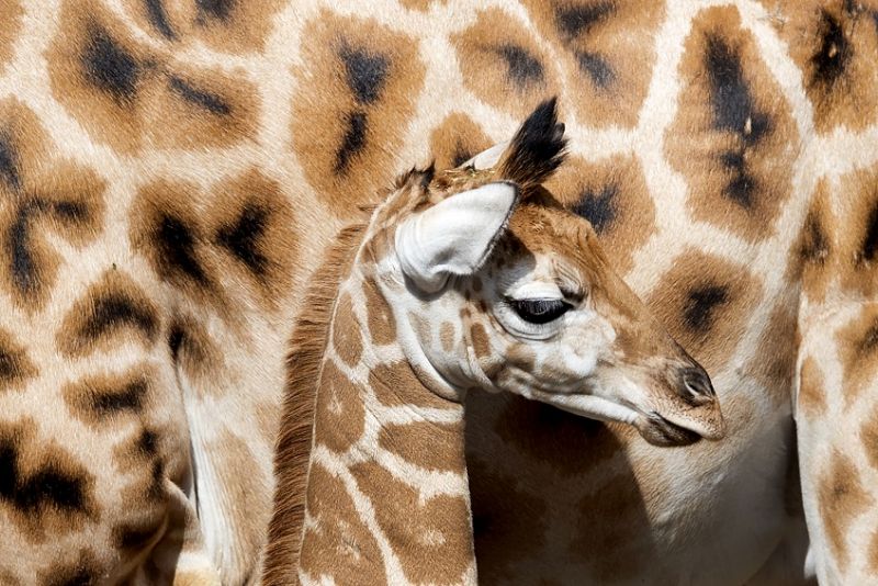In één week drie giraffen geboren