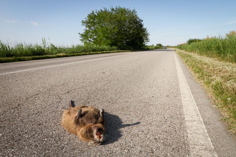 HOE KAN EEN BEVER OVERLEVEN?