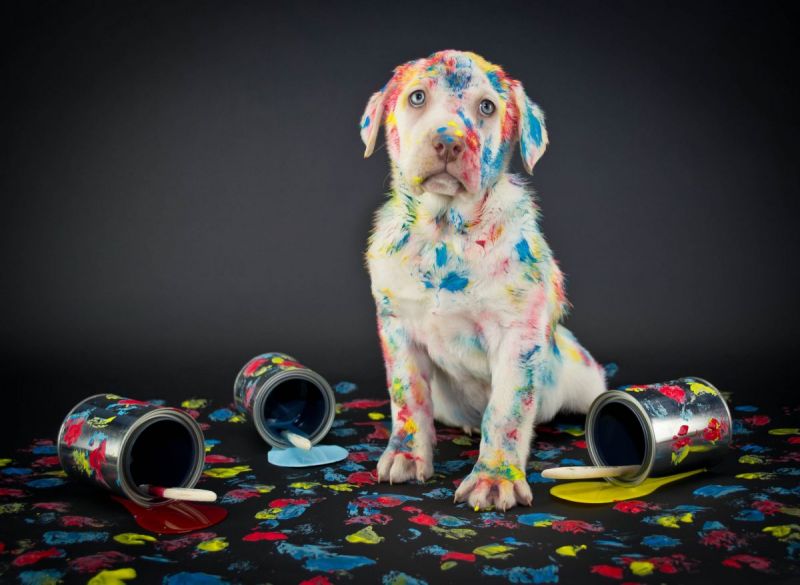 Van Rembrandtbijbel tot  Dierendag