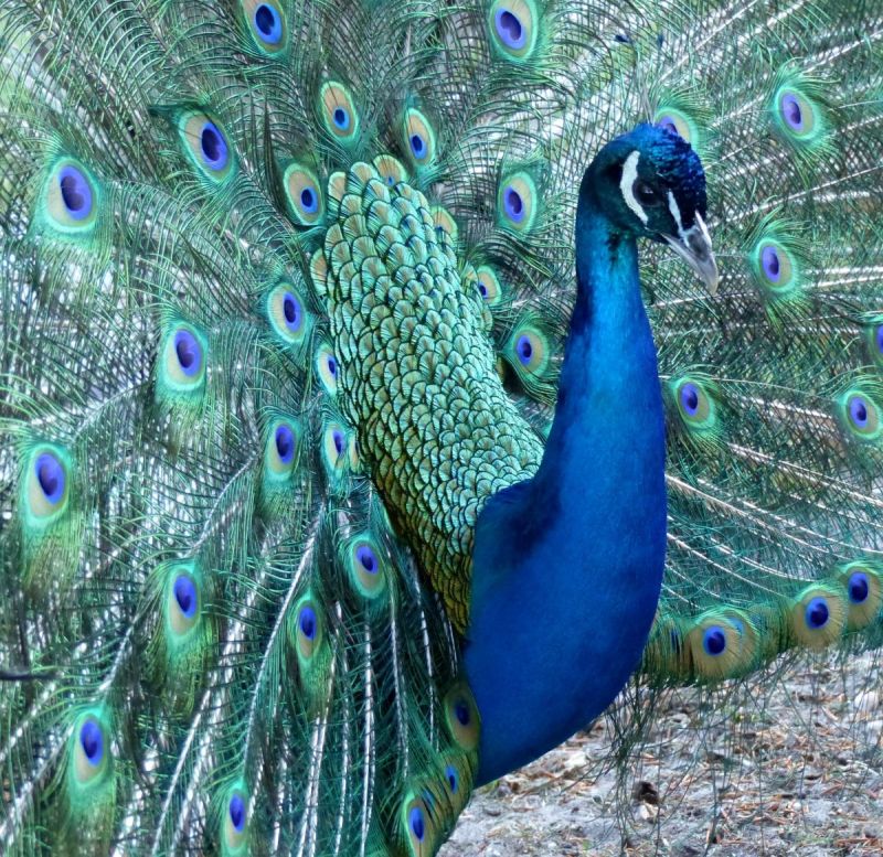 Kom niet te dicht bij de dieren in India!