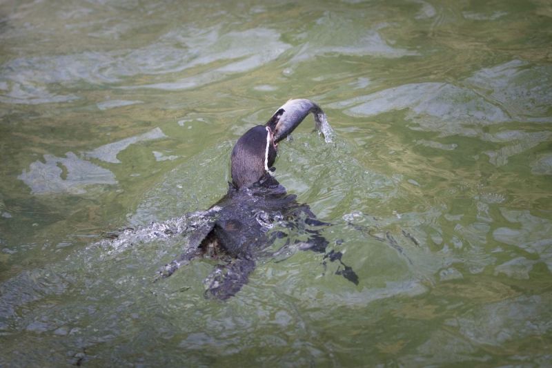 Jenine en Anne-Rie gaan op zoek naar het eerste pinguïn-ei