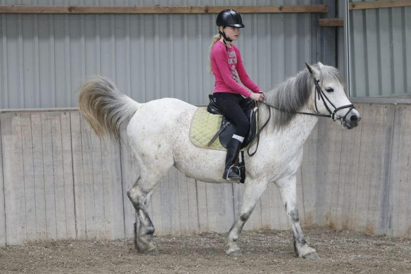 Paarden zijn lief en voelen je aan