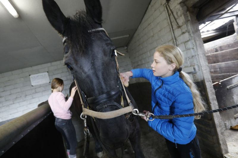 Paarden zijn lief en voelen je aan