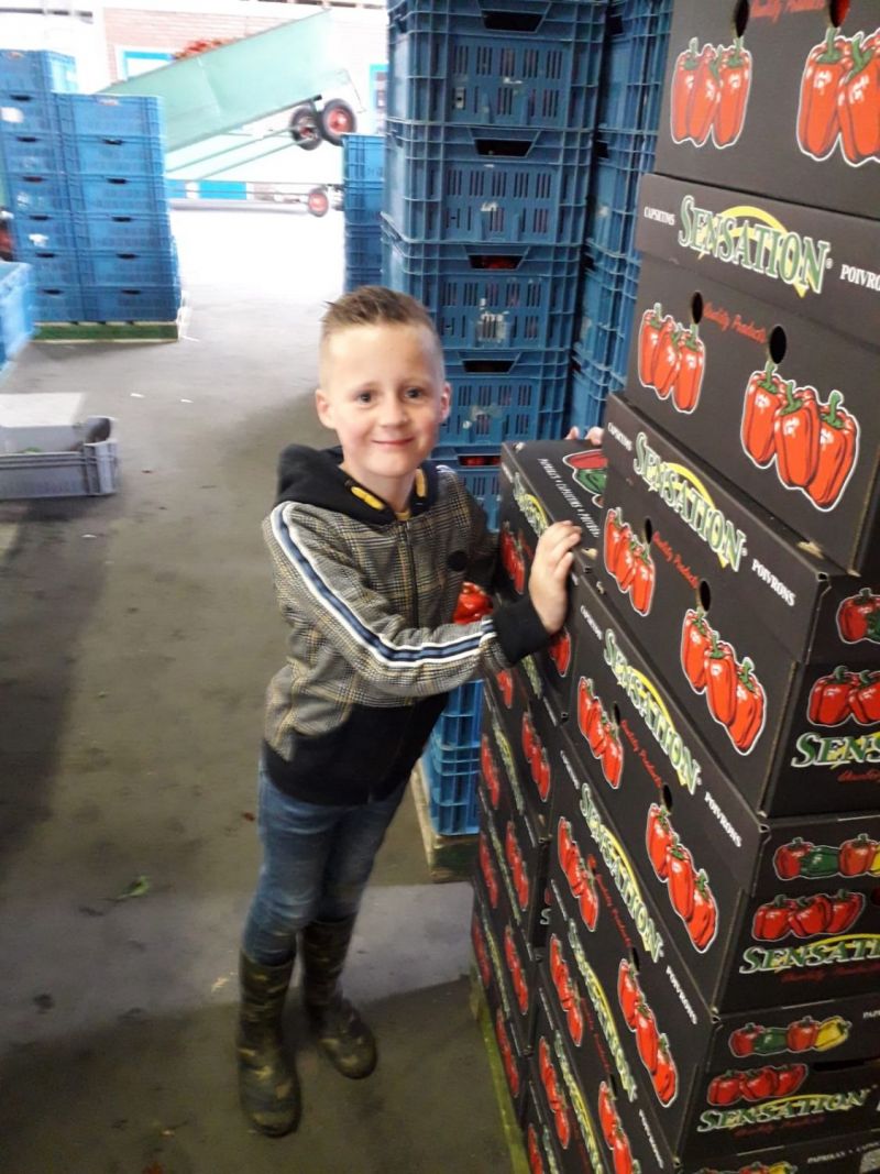 Daniel sorteert en stickert paprika's