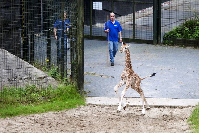 In één week drie giraffen geboren