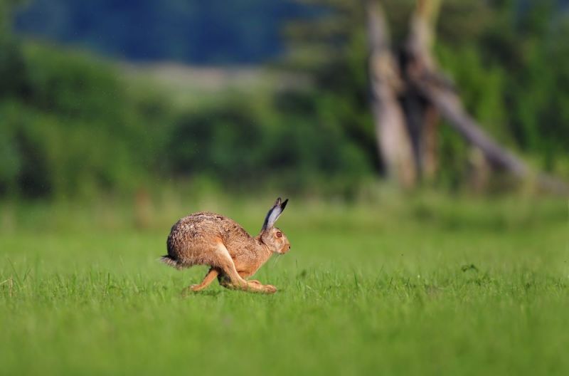 Bestaan ze eigenlijk wel: logeerdieren?