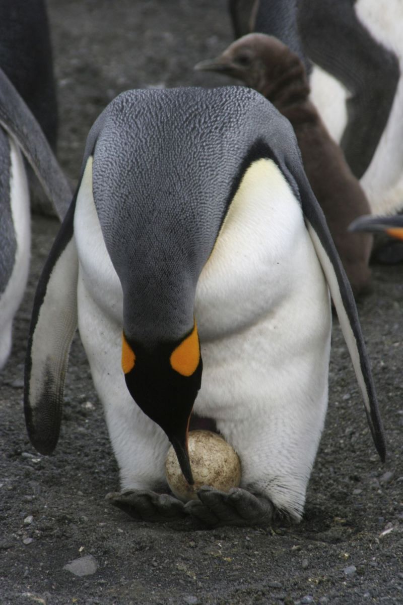 Van ei tot pinguïn (met video's!)