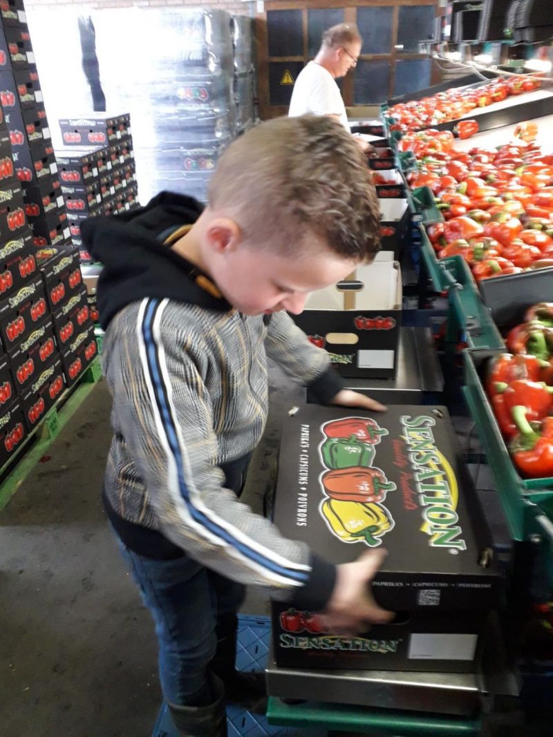 Daniel sorteert en stickert paprika's