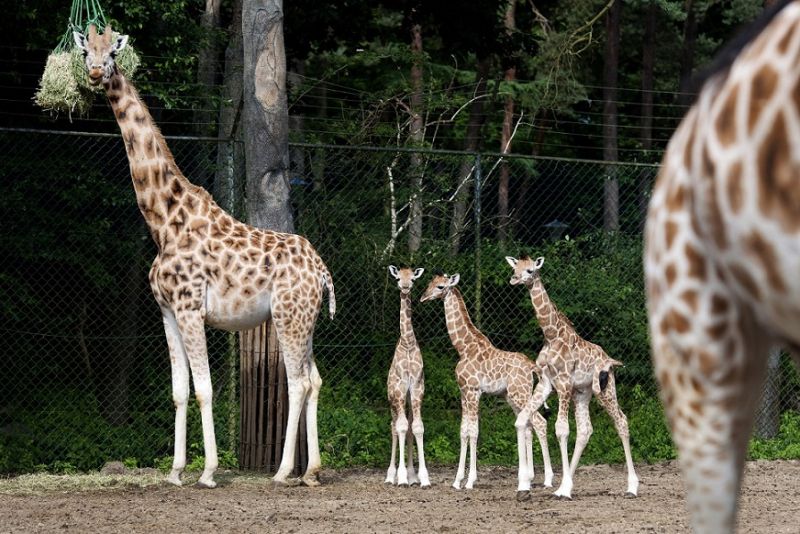 In één week drie giraffen geboren