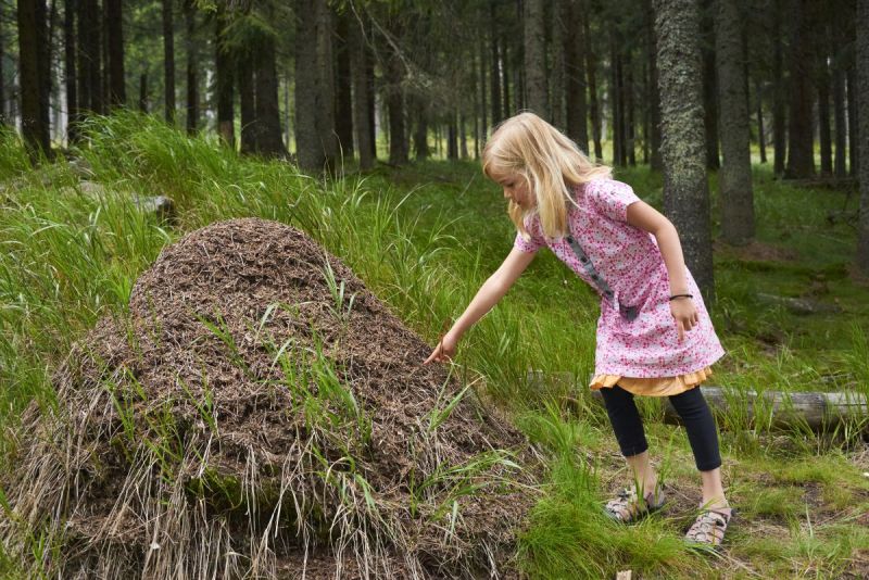 Kleine kriebelaar blijkt bijzonder beestje