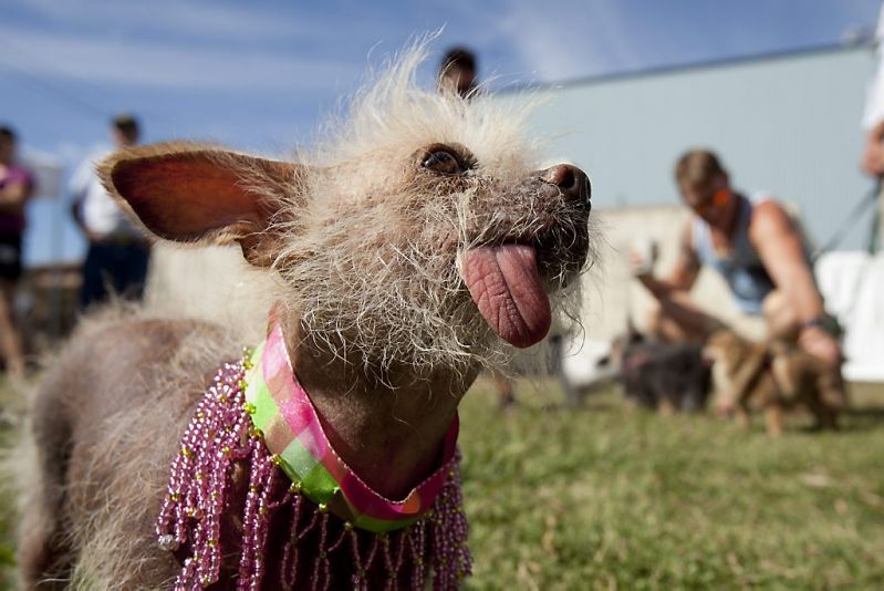 Dit is het lelijkste hondje van de hele wereld