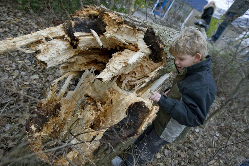 Storm... omgewaaide bomen en wateroverlast