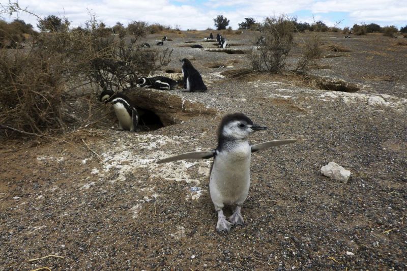 Van ei tot pinguïn (met video's!)