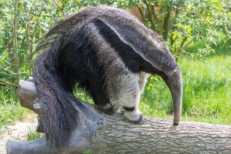 Kleine kriebelaar blijkt bijzonder beestje