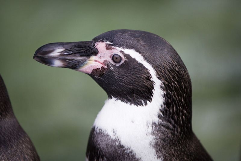 Jenine en Anne-Rie gaan op zoek naar het eerste pinguïn-ei