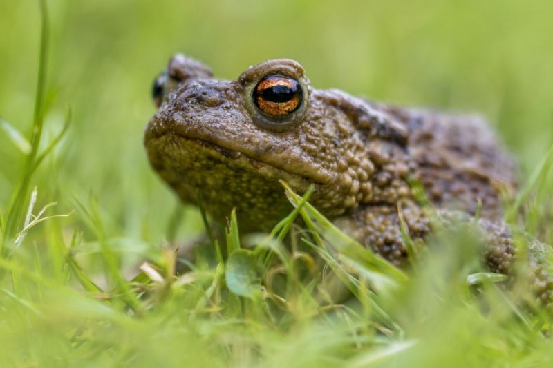 Babykikker is een visje