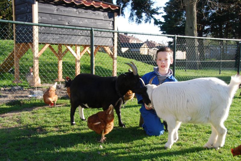 Ronald helpt mee in De Dierenwei