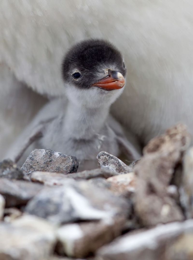 Van ei tot pinguïn (met video's!)