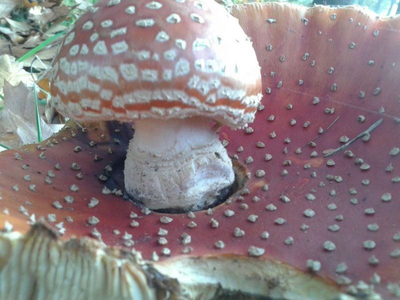Bijzondere paddenstoelen