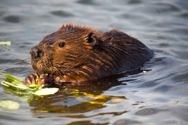 HOE KAN EEN BEVER OVERLEVEN?