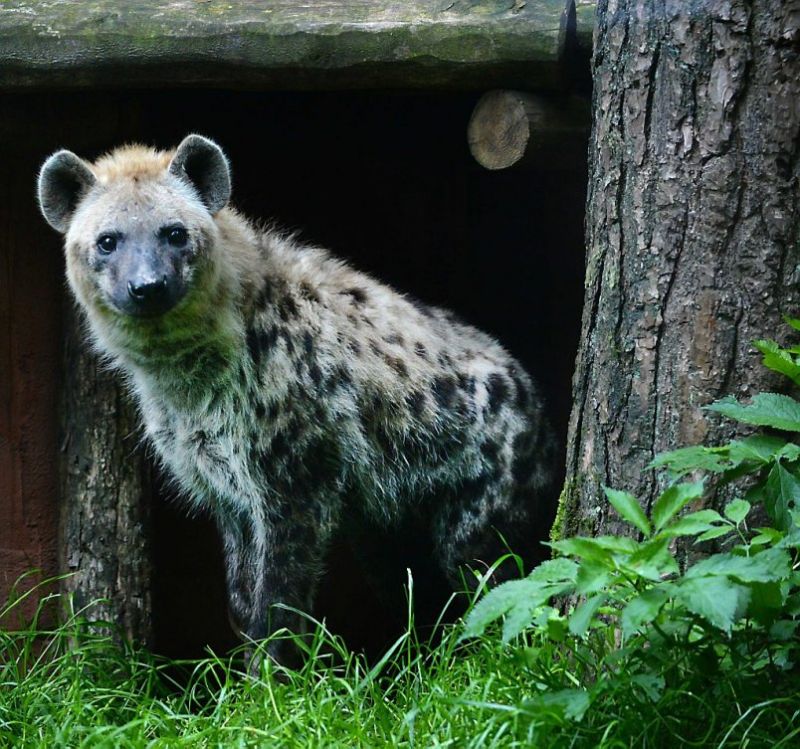 Hoop op een hele horde... hyena's!