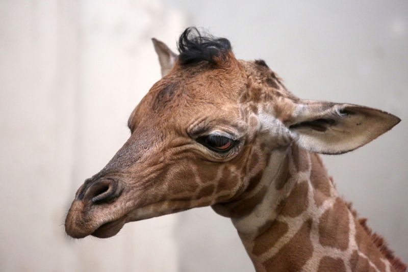 Giraffe geboren in Artis (video)