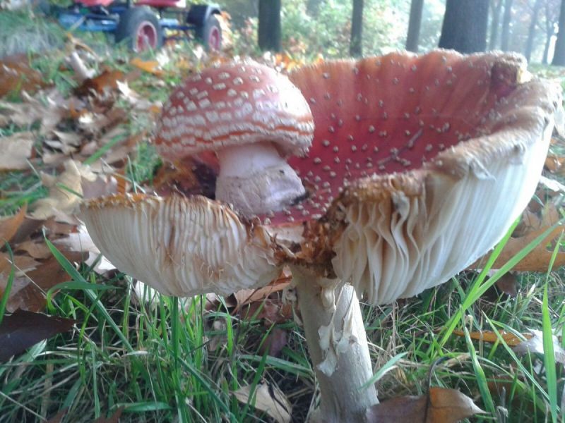 Bijzondere paddenstoelen