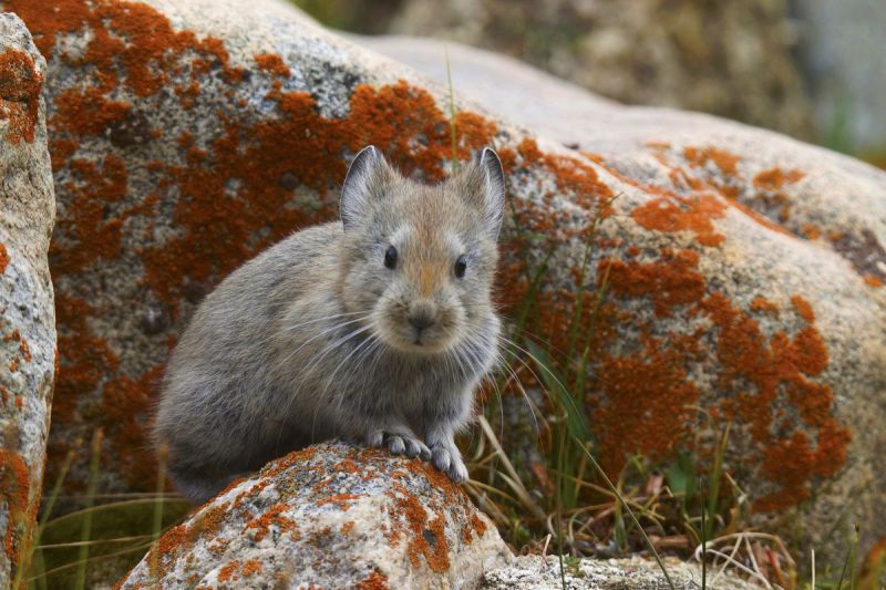 Mensen doden dieren vanwege zeep, goud en pels