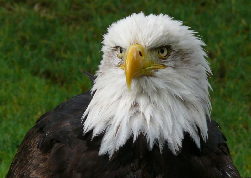 Een nest zo groot als een TRACTORWIEL