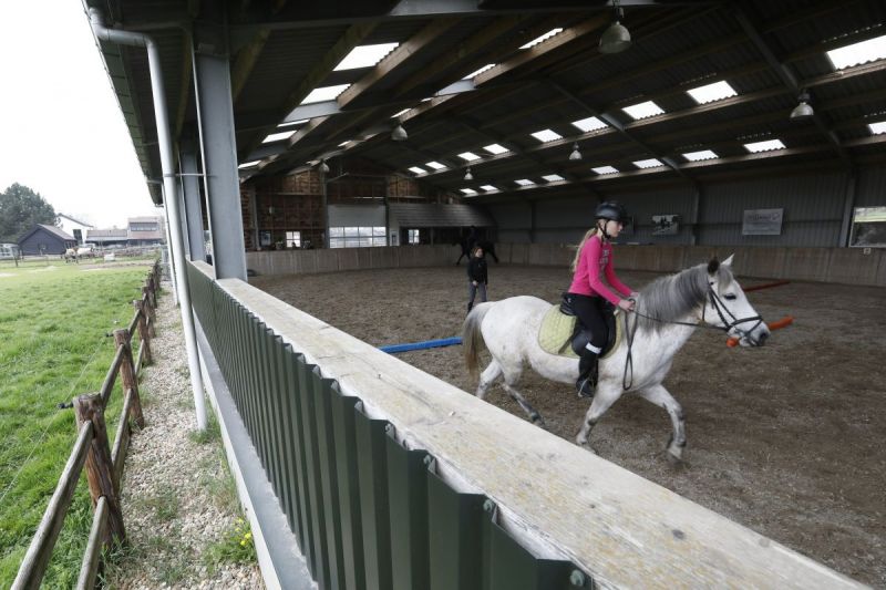 Paarden zijn lief en voelen je aan