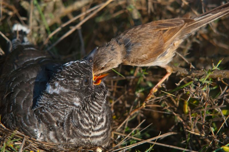 Koekoekskind heeft altijd een pleegmoeder