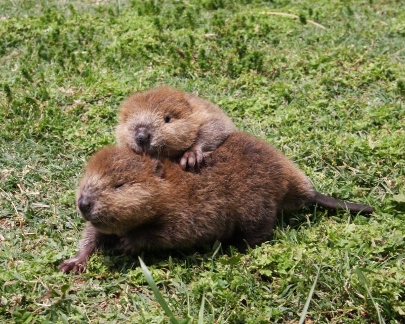 HOE KAN EEN BEVER OVERLEVEN?