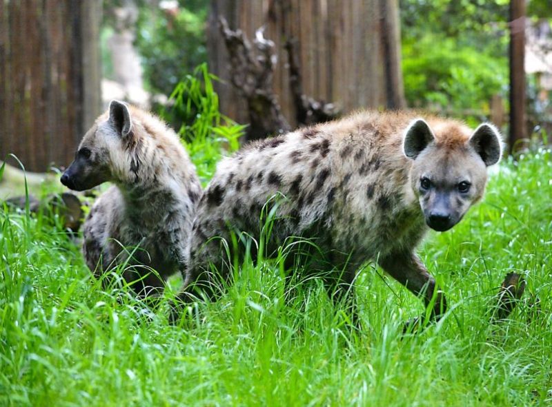 Hoop op een hele horde... hyena's!