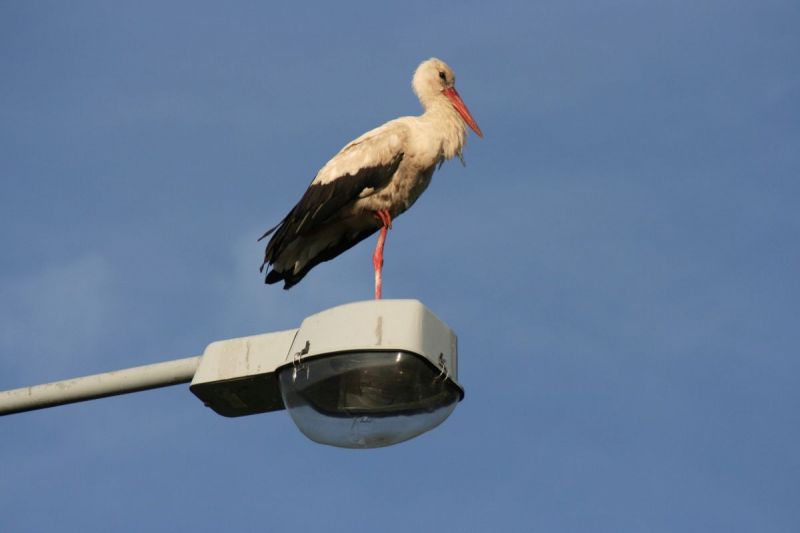 Het verhaal van Odillia Ooievaar