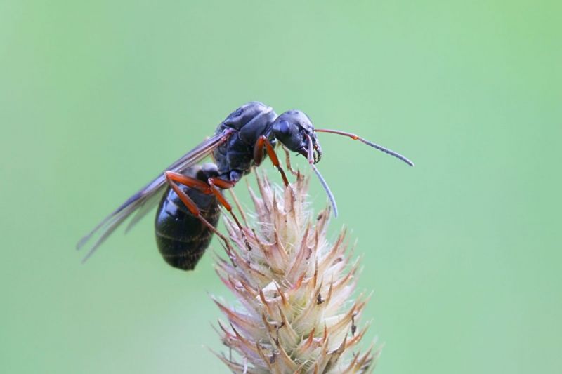 Kleine kriebelaar blijkt bijzonder beestje