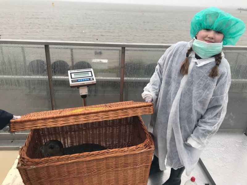 Zalmpap voor zieke zeehond