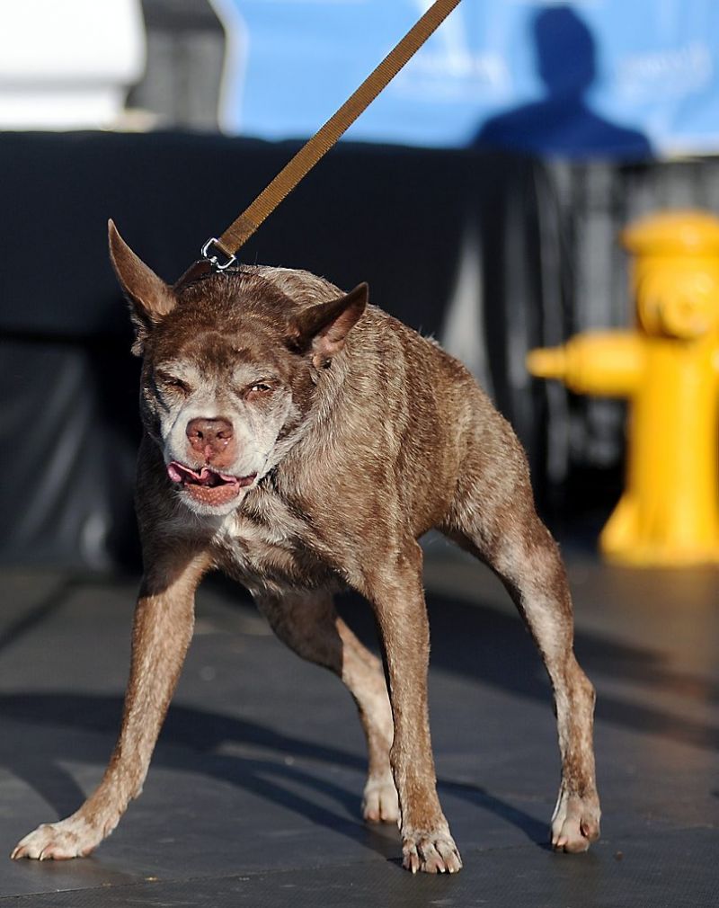 Dit is het lelijkste hondje van de hele wereld