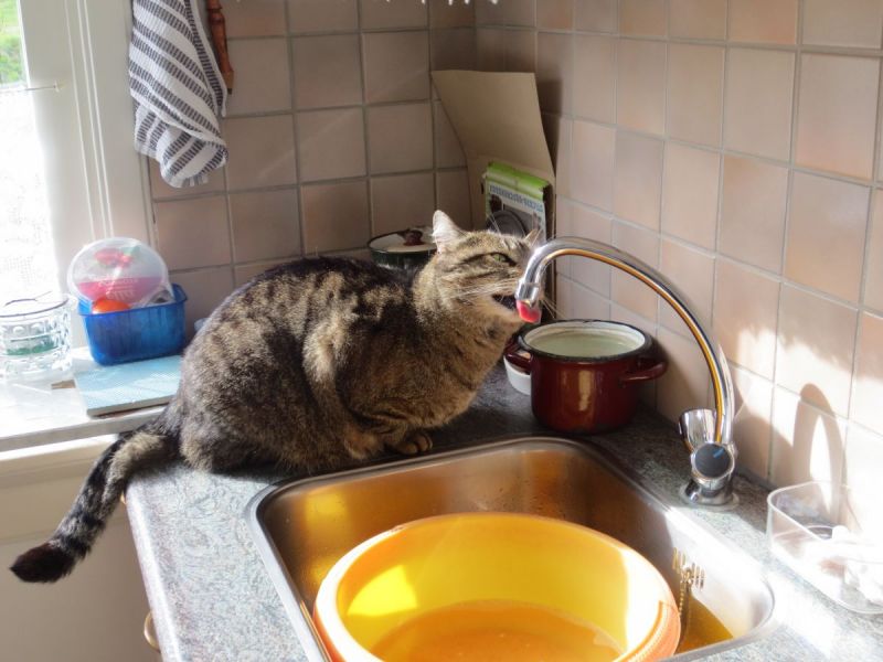 Poes Roefel drinkt uit de kraan