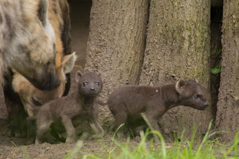 Hyena-tweeling zet eerste stapjes buiten in dierenpark
