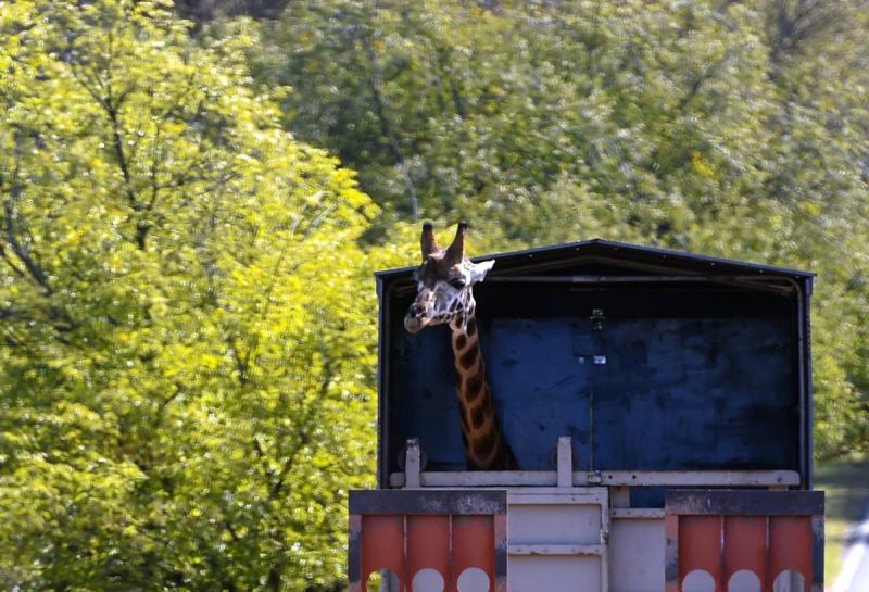 Bijzonder vervoer: een giraffe verhuist (fotoserie)