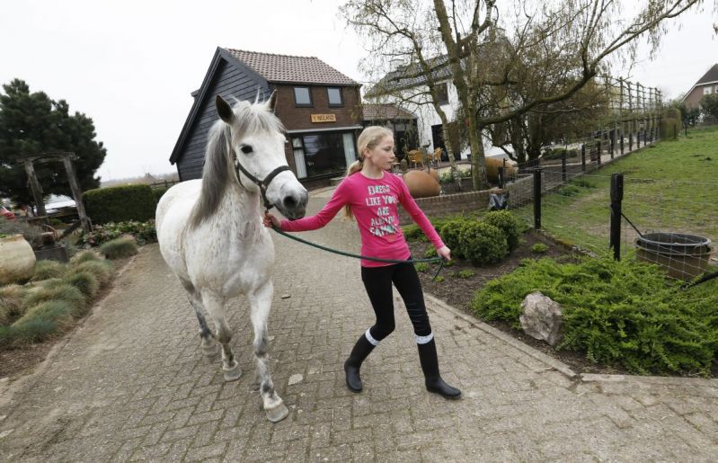 Paarden zijn lief en voelen je aan