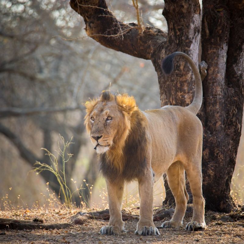 Kom niet te dicht bij de dieren in India!