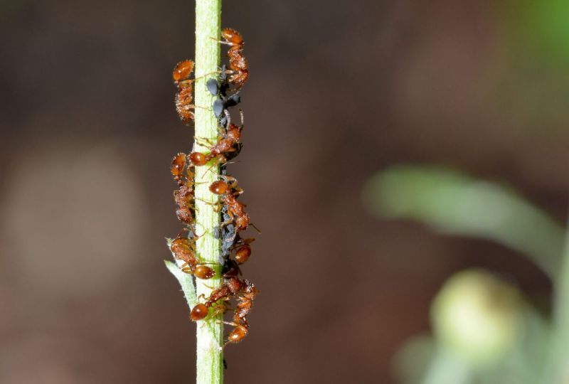 Kleine kriebelaar blijkt bijzonder beestje