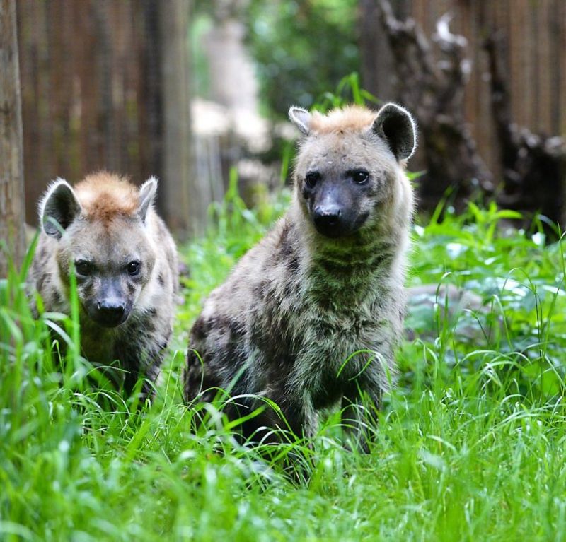 Hoop op een hele horde... hyena's!