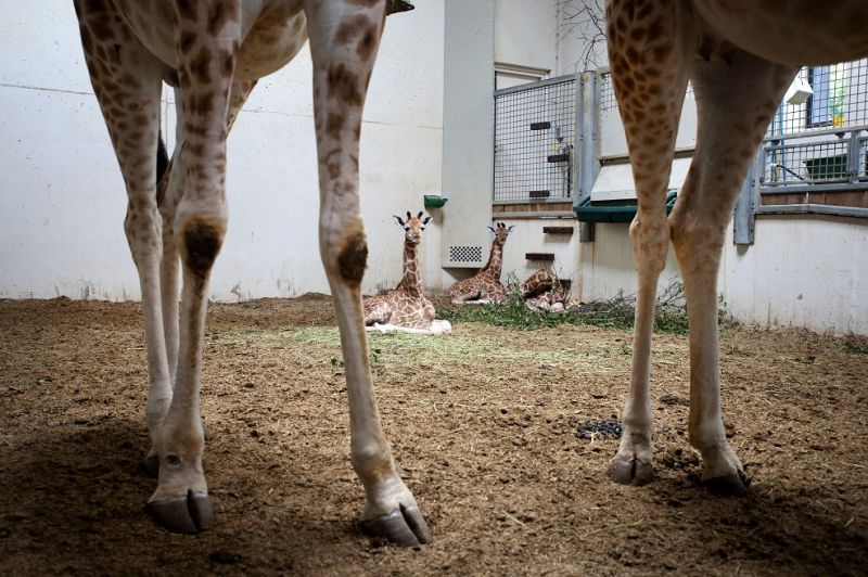 In één week drie giraffen geboren