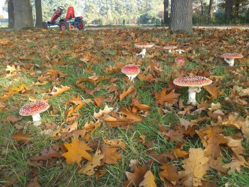 Bijzondere paddenstoelen