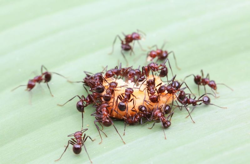 183 soorten mieren in Nederland